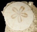 Fossil Sand Dollars In Limestone - France #17235-2